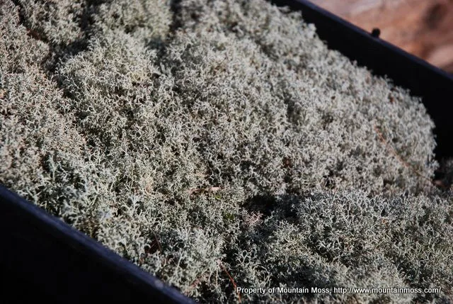 Reindeer Moss- Lichen Tray